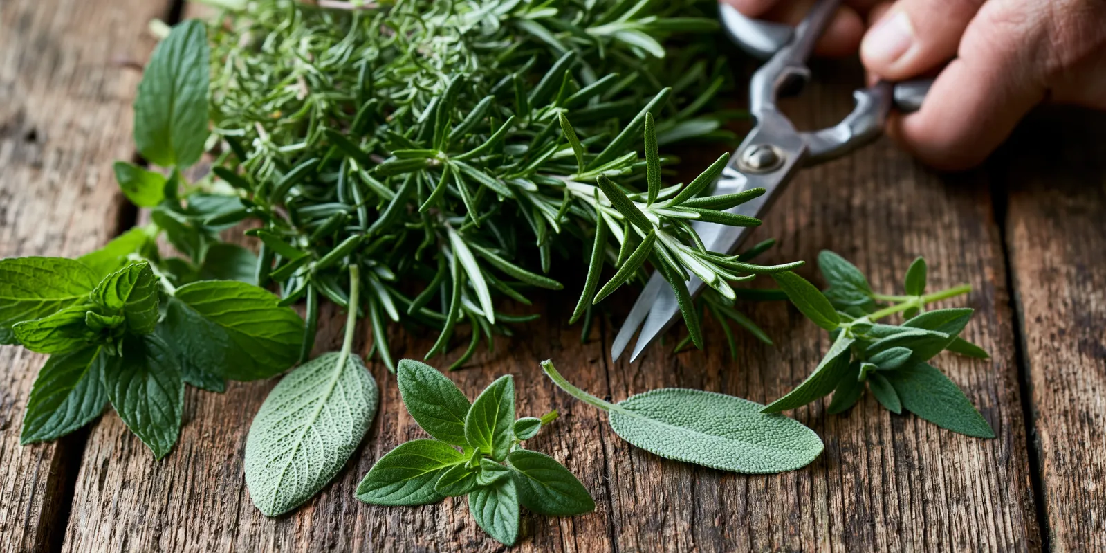 tchitcha. fresh garden herbs being cut with scissors scattere 0f50648d dcd2 4234 8bf5 647c938a002a 0 pour elodie paris avis